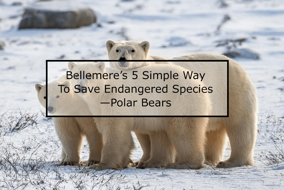 Bellemere’s 5 Simple Way To Save Endangered Species —Polar Bears - Bellemere New York 