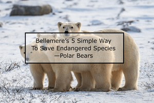 Bellemere’s 5 Simple Way To Save Endangered Species —Polar Bears